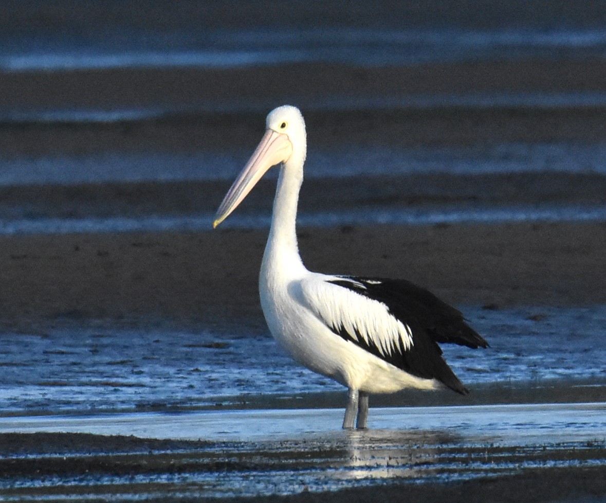 Australian Pelican - Mark Tarnawski