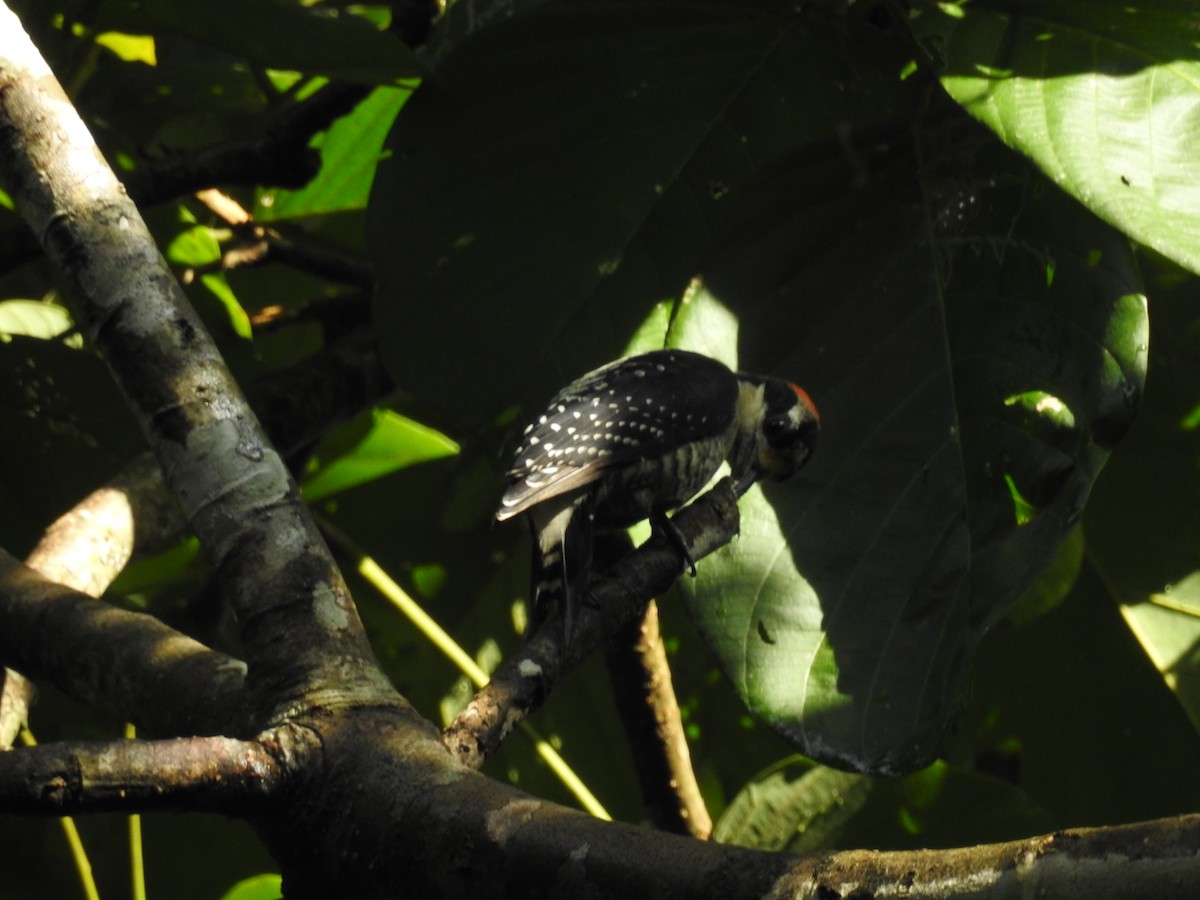 Black-cheeked Woodpecker - ML618975097