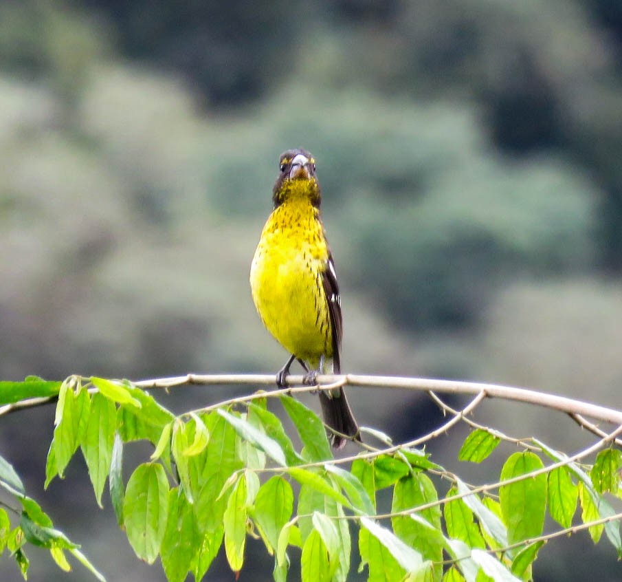 Black-backed Grosbeak - ML618975117