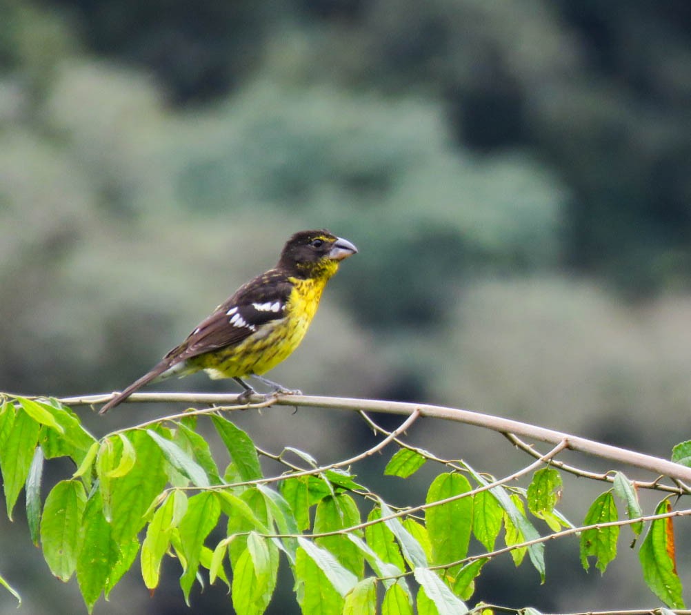 Black-backed Grosbeak - ML618975119