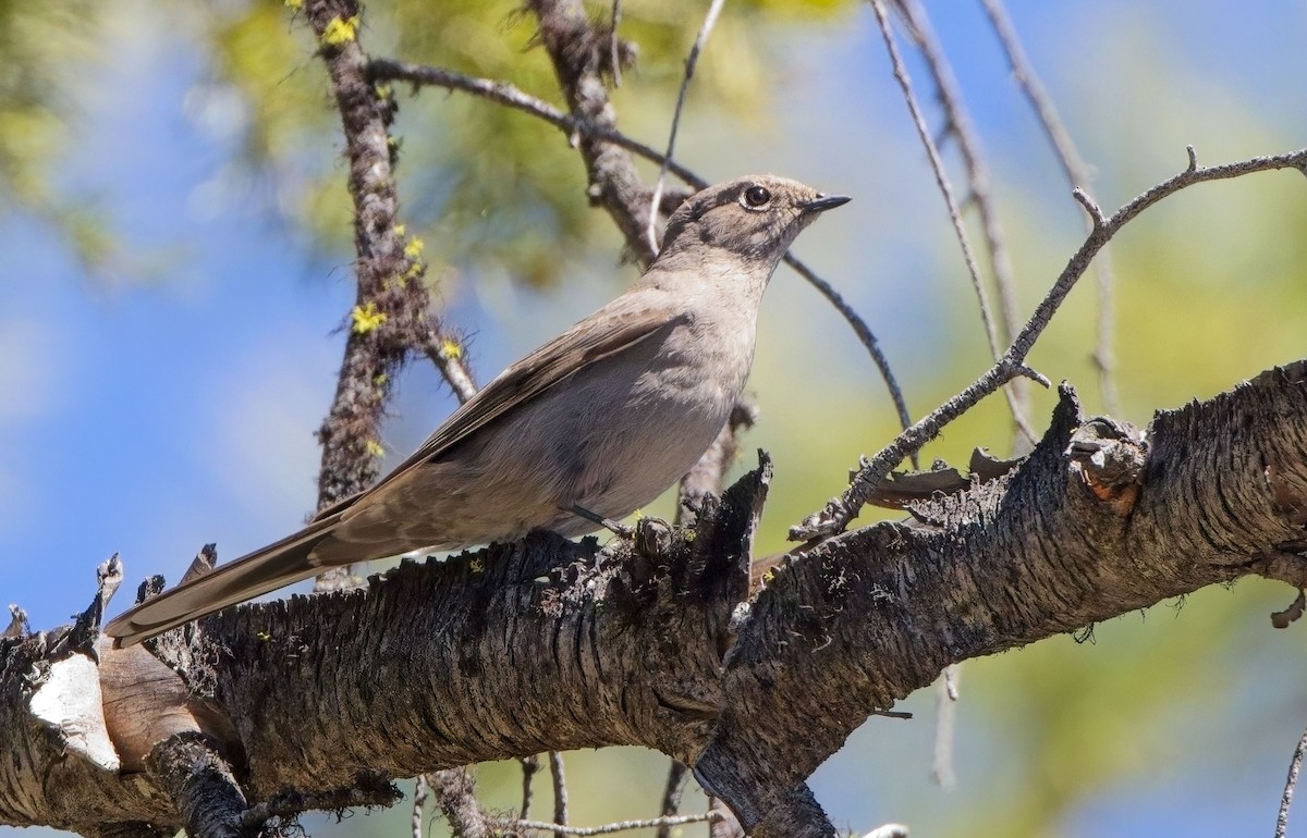 Townsend's Solitaire - ML618975121