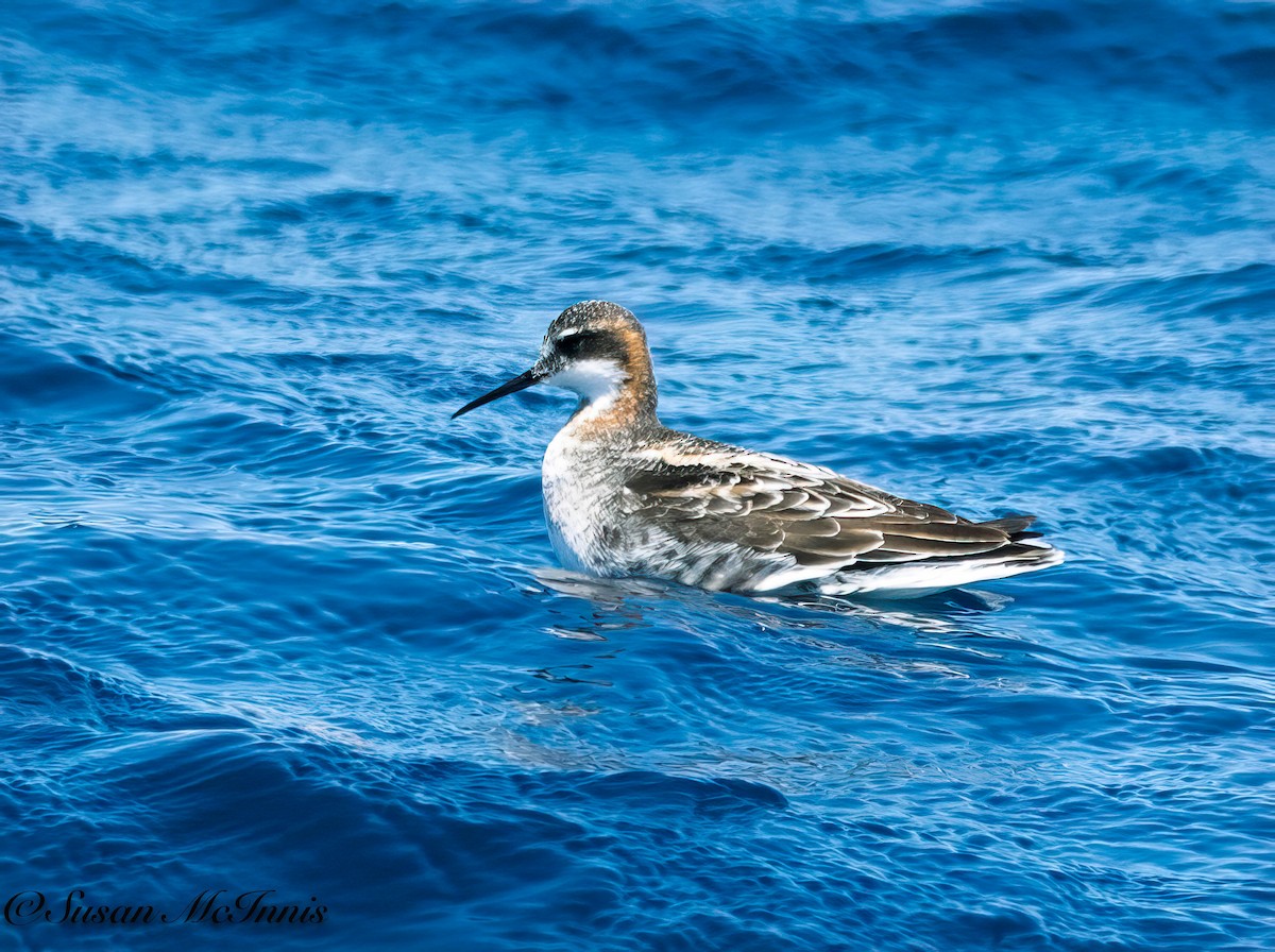 Red-necked Phalarope - Susan Mac