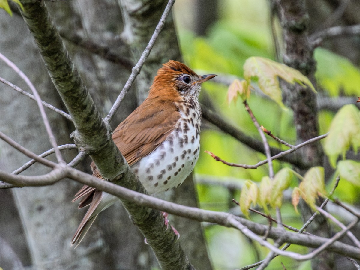 Wood Thrush - Corey Bellis