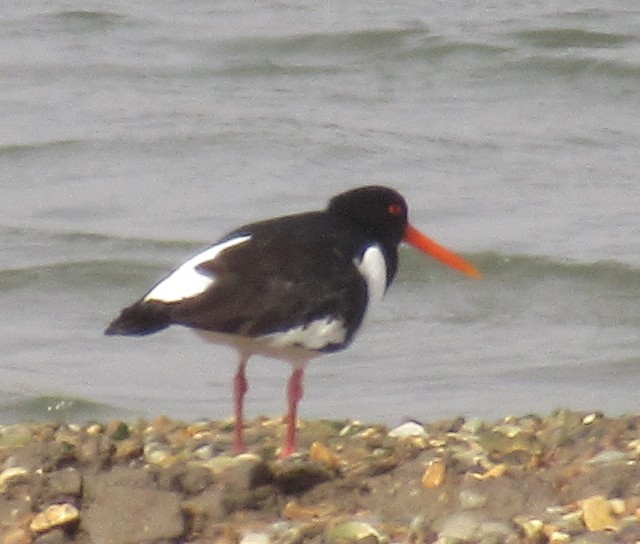 Eurasian Oystercatcher - ML618975153