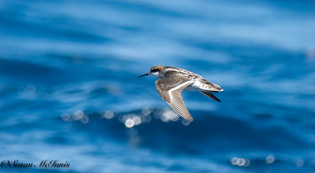 Red-necked Phalarope - Susan Mac