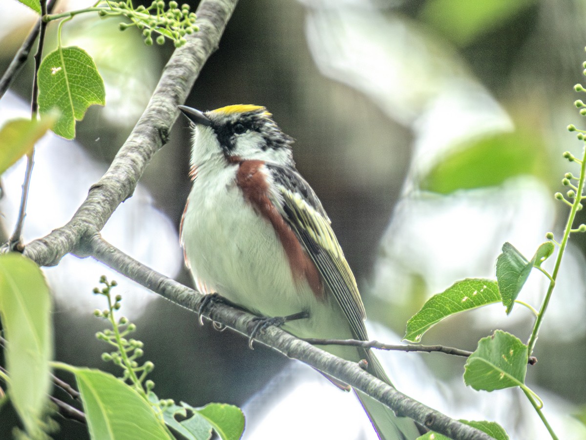 Chestnut-sided Warbler - ML618975184