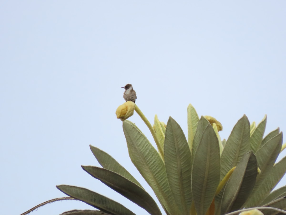 kolibřík přílbový - ML618975212