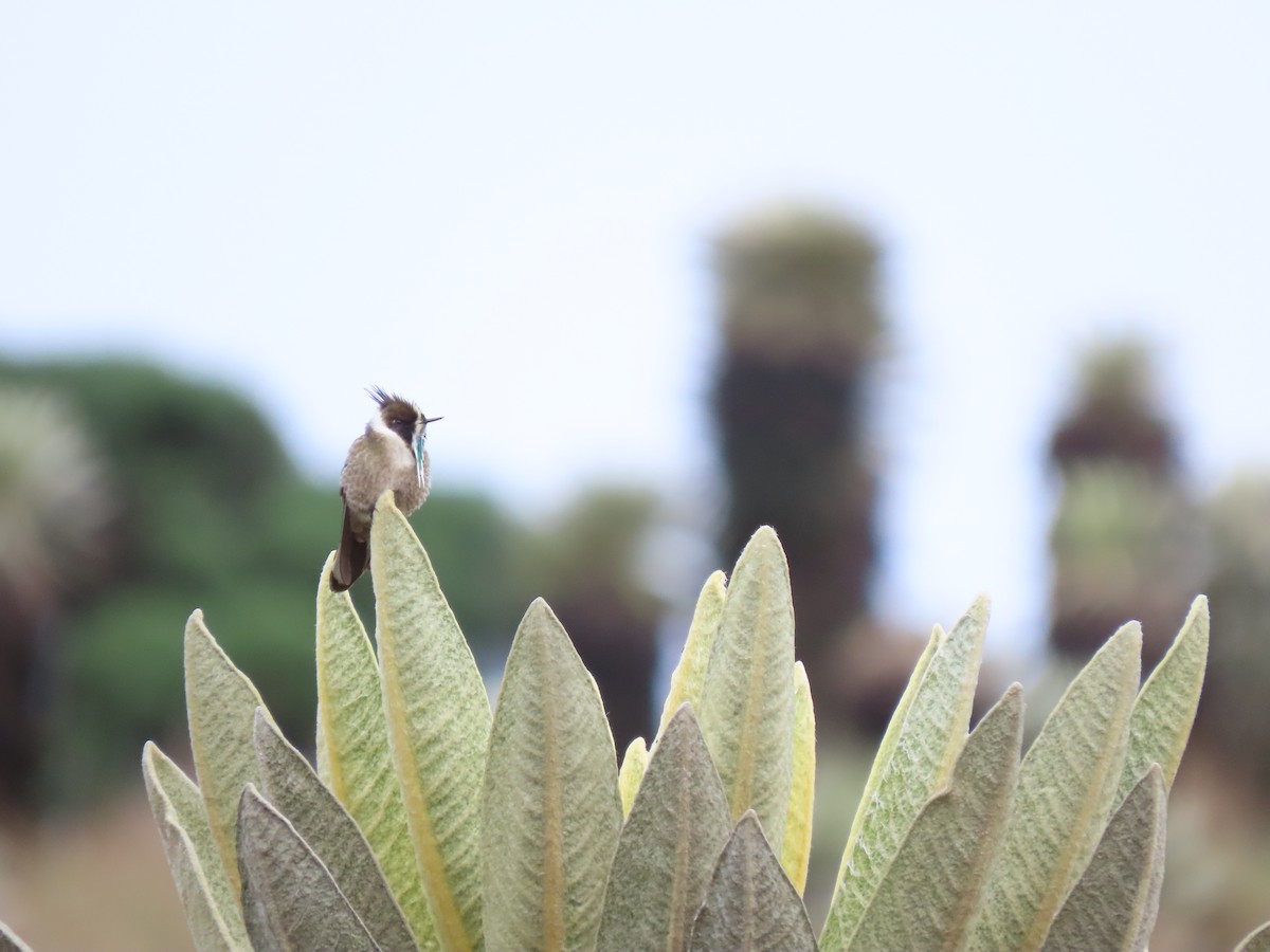 Green-bearded Helmetcrest - ML618975213