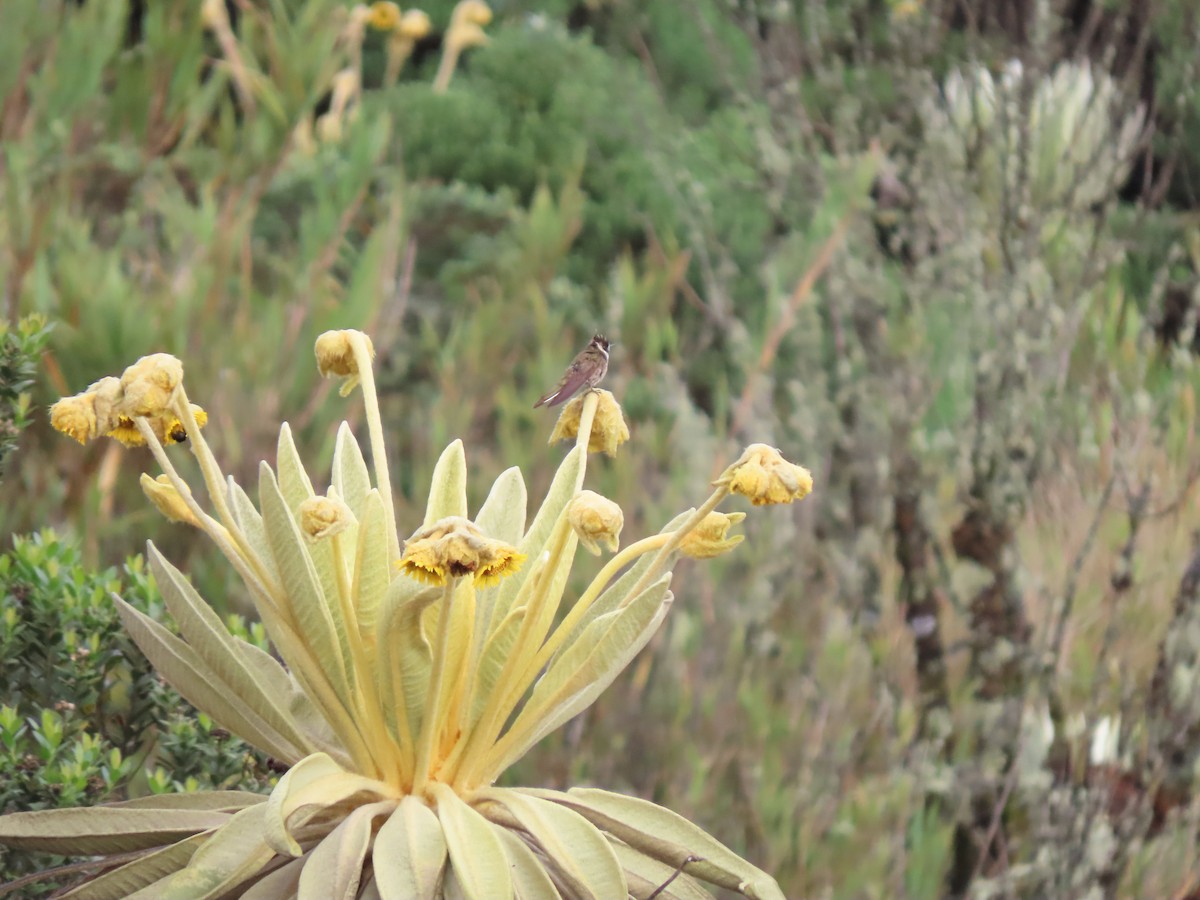 Green-bearded Helmetcrest - ML618975217