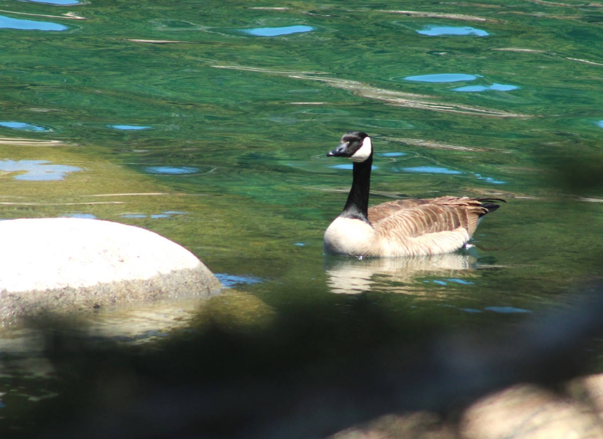 Canada Goose - ML618975228