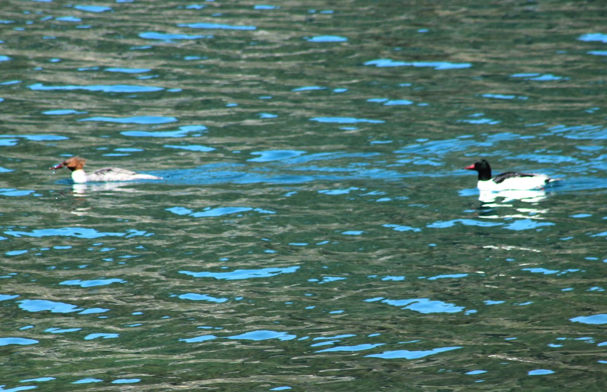 Common Merganser - ML618975231