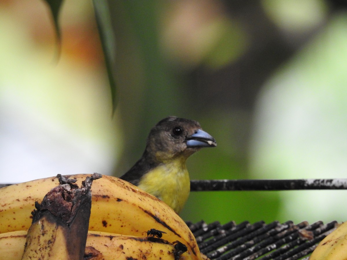 Flame-rumped Tanager - ML618975248