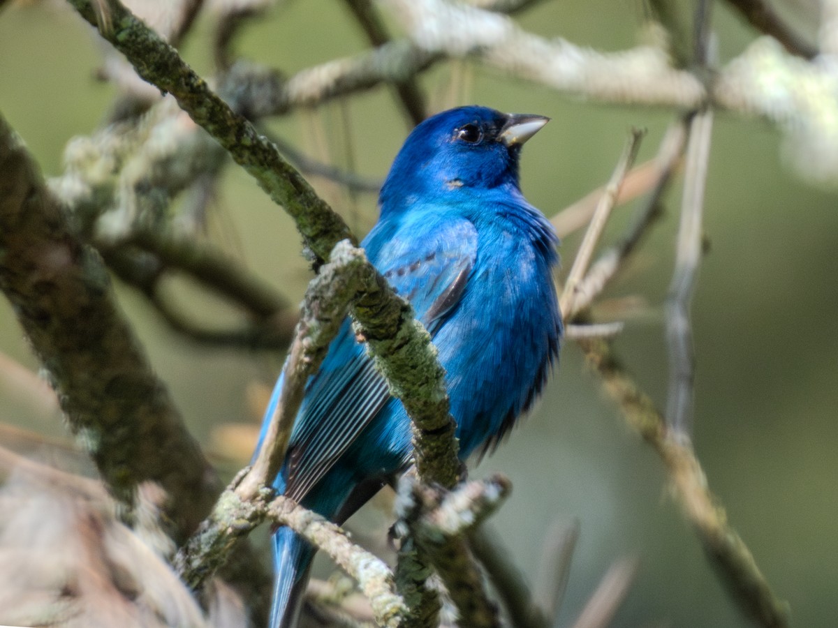 Indigo Bunting - ML618975258