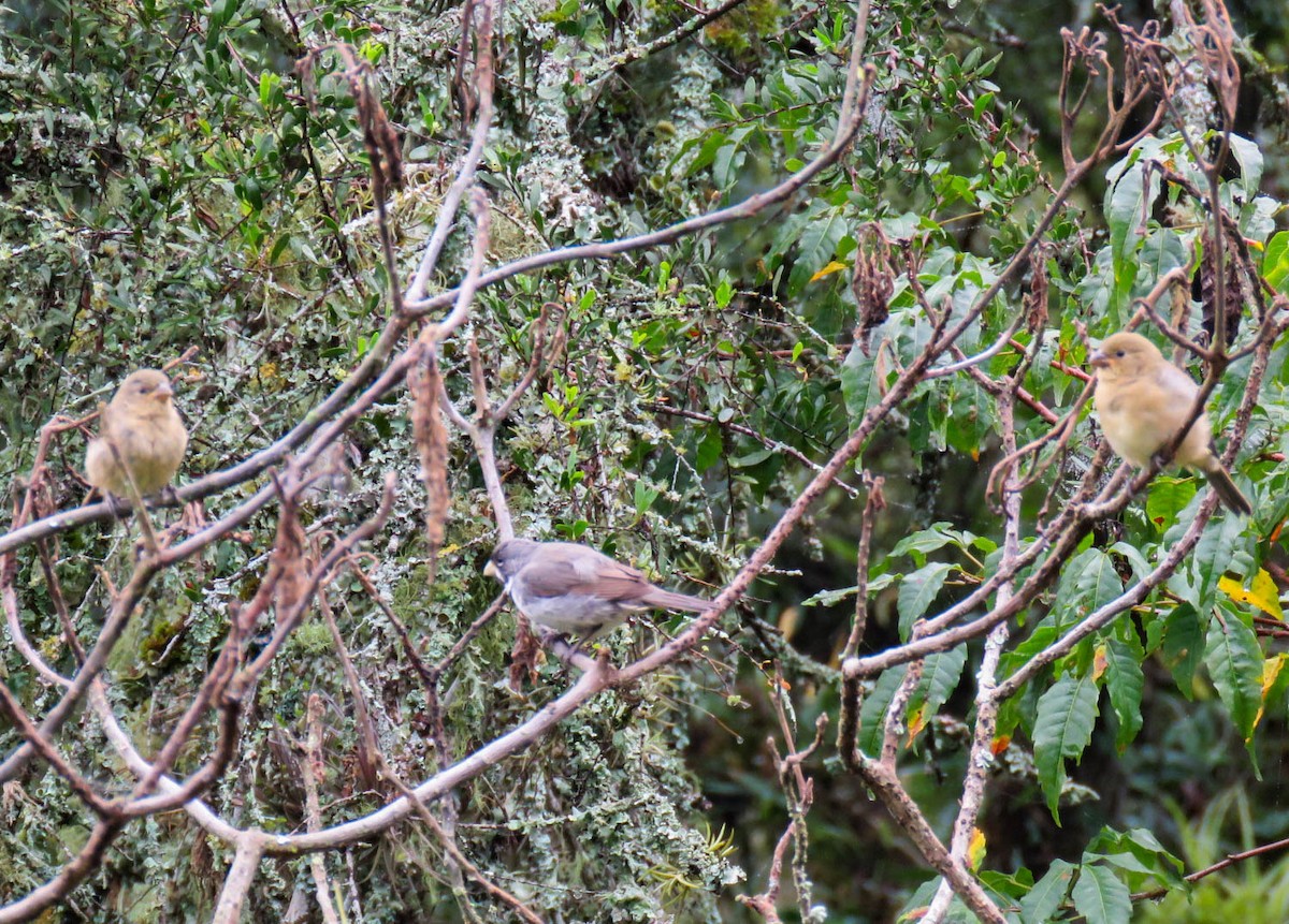 Double-collared Seedeater - Numa Nazar