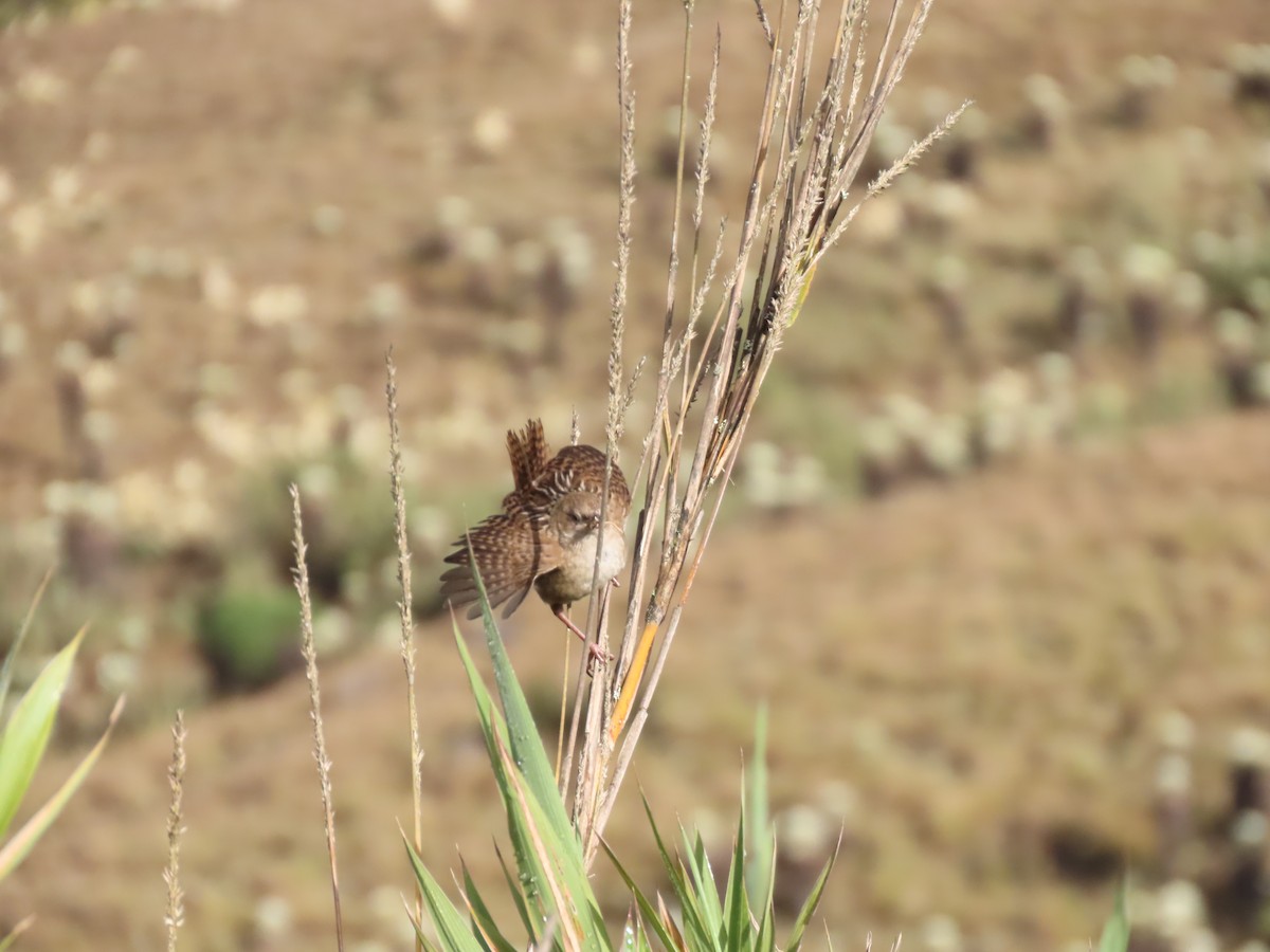 Apolinar's Wren - Cristian Cufiño