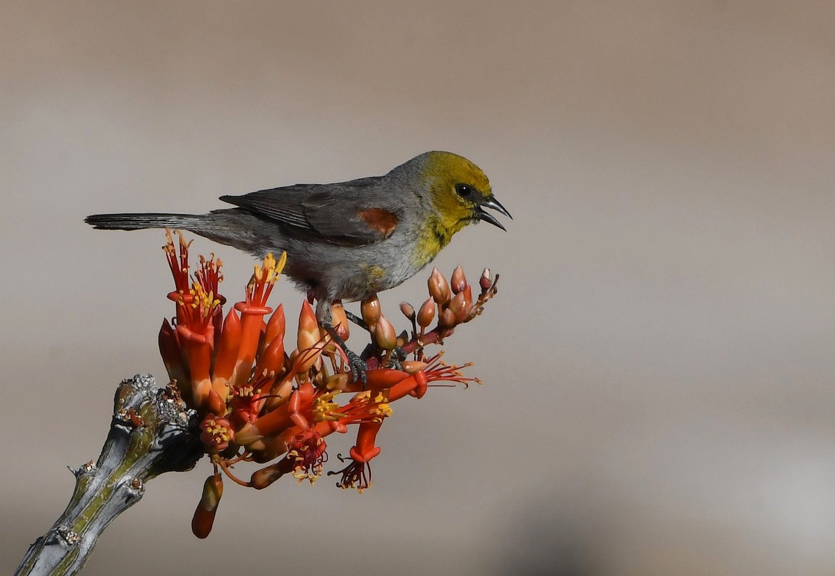 Verdin - David Beaudette