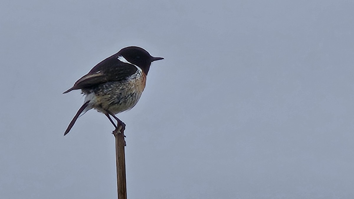 European Stonechat - ML618975327