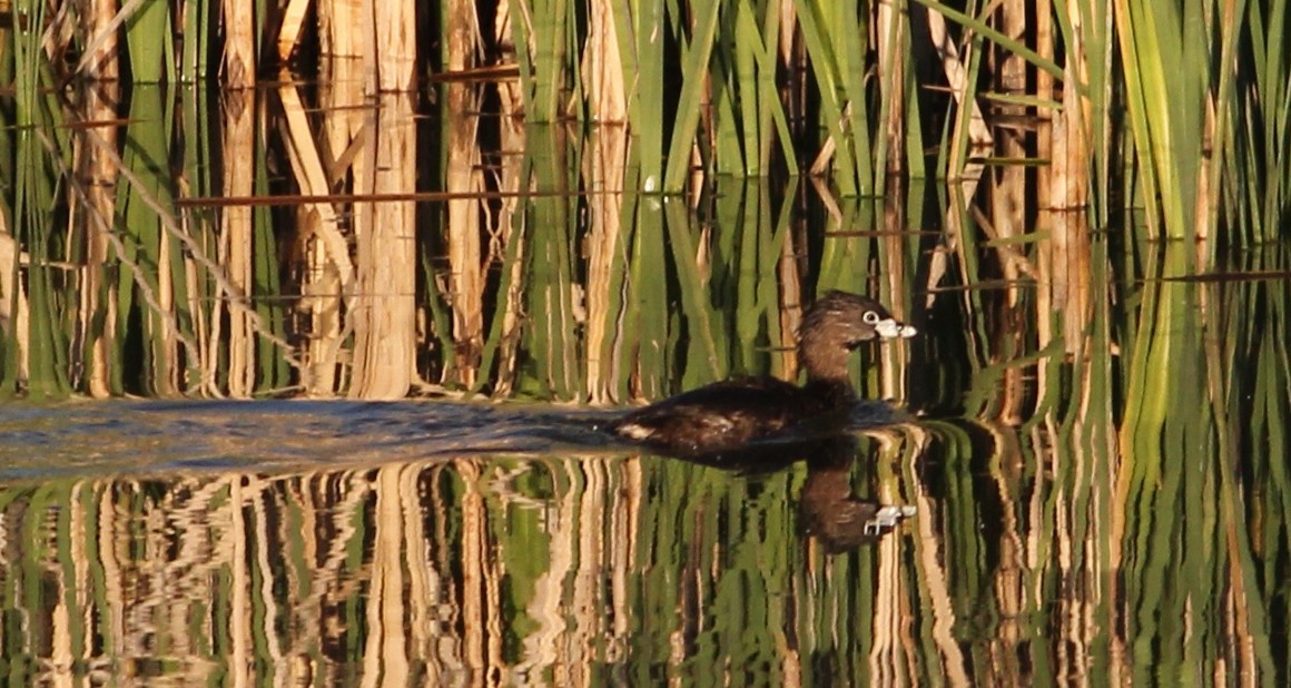 Pied-billed Grebe - ML618975361