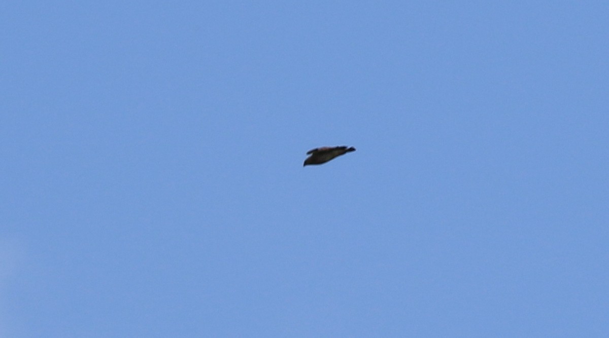 Broad-winged Hawk - Joe Gyekis