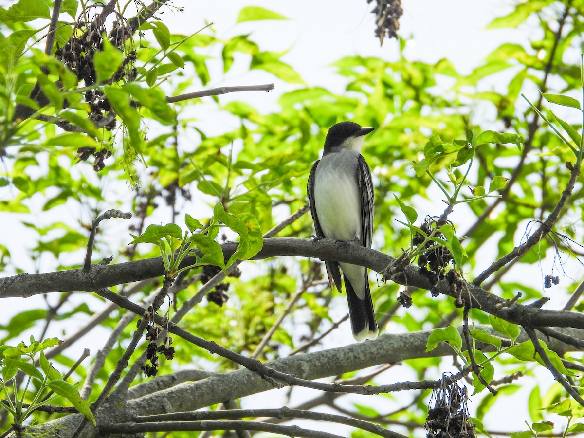 Eastern Kingbird - Haley Gottardo