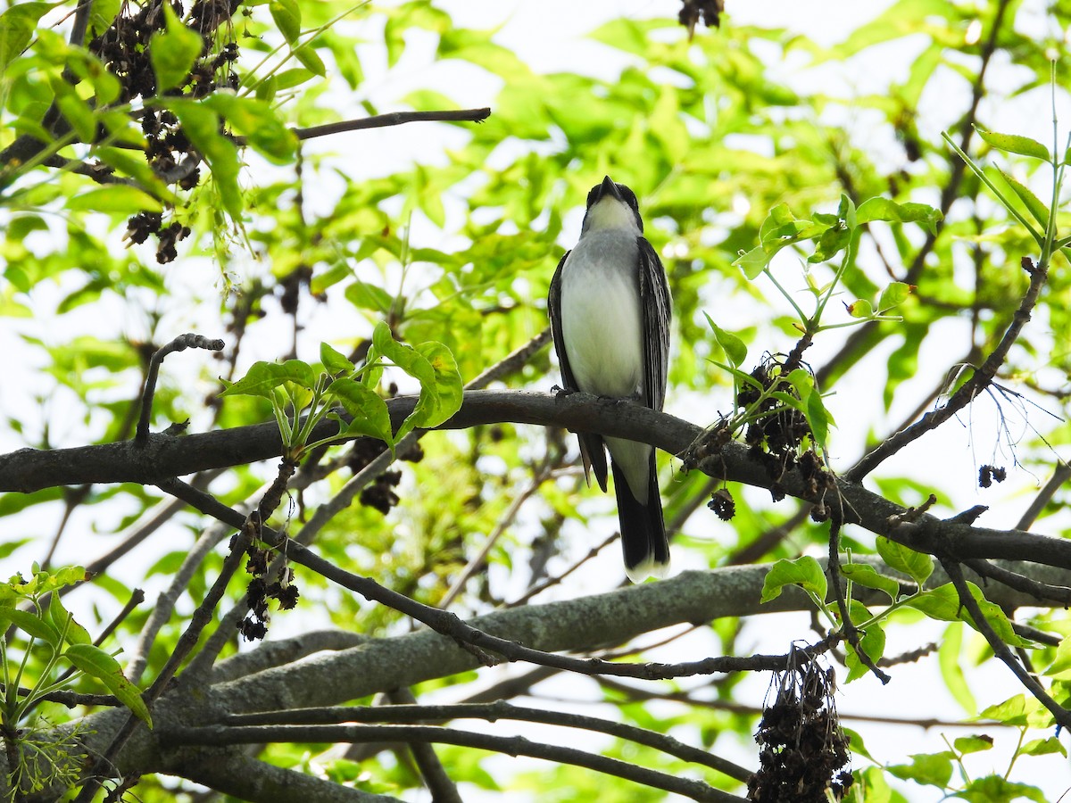 Eastern Kingbird - Haley Gottardo