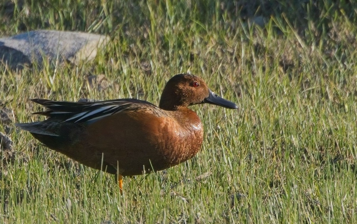 Cinnamon Teal - Blair Bernson