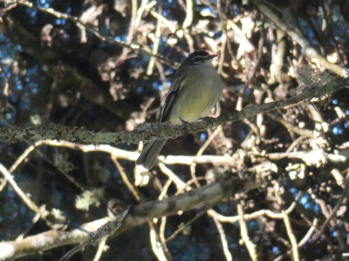 Spectacled Tyrannulet - Cathryn Pritchard