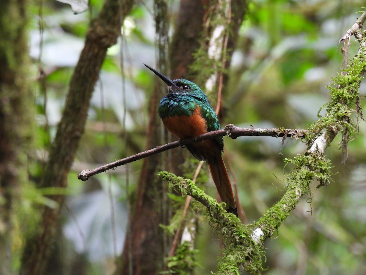 Rufous-tailed Jacamar - Bryan Montoya L