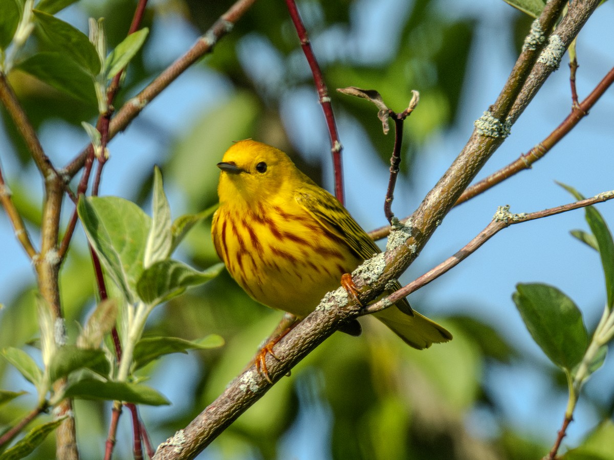 Yellow Warbler - ML618975444