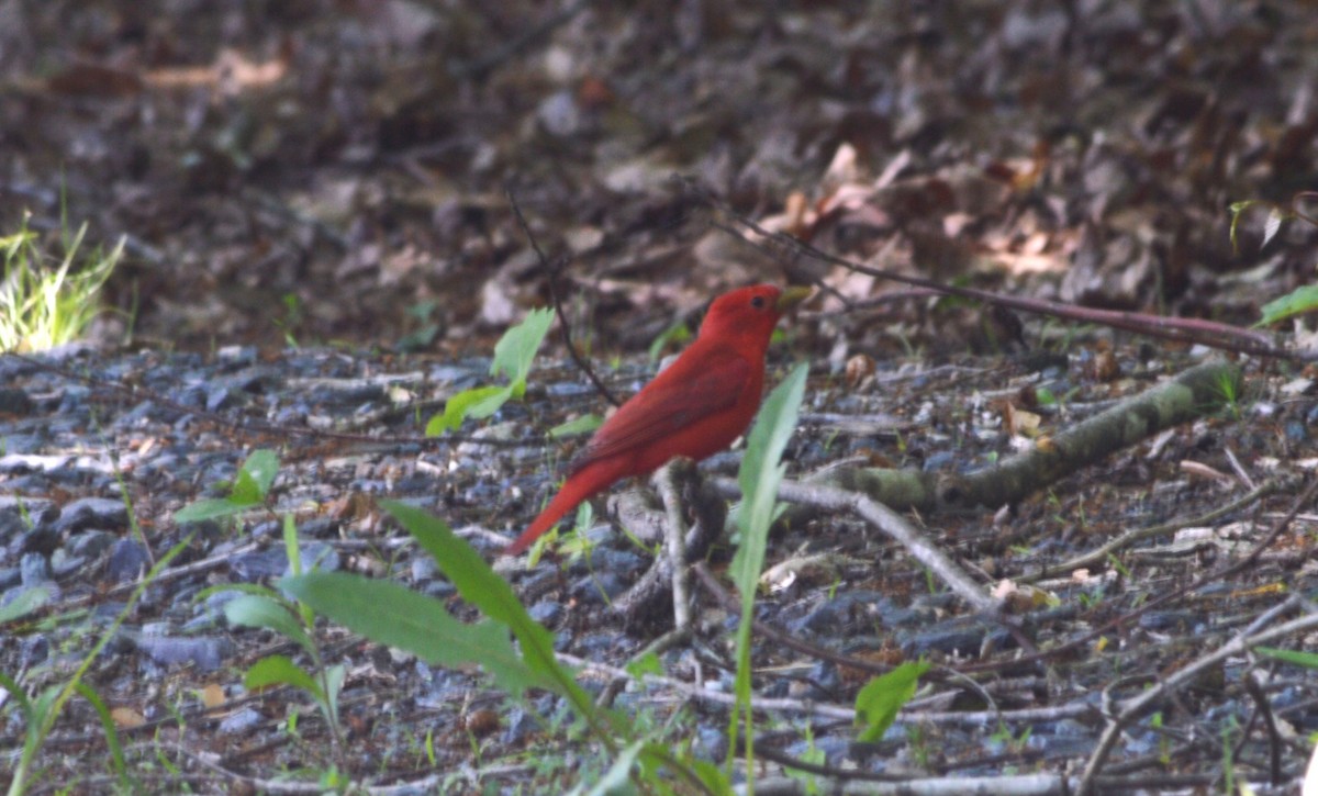 Summer Tanager - ML618975446