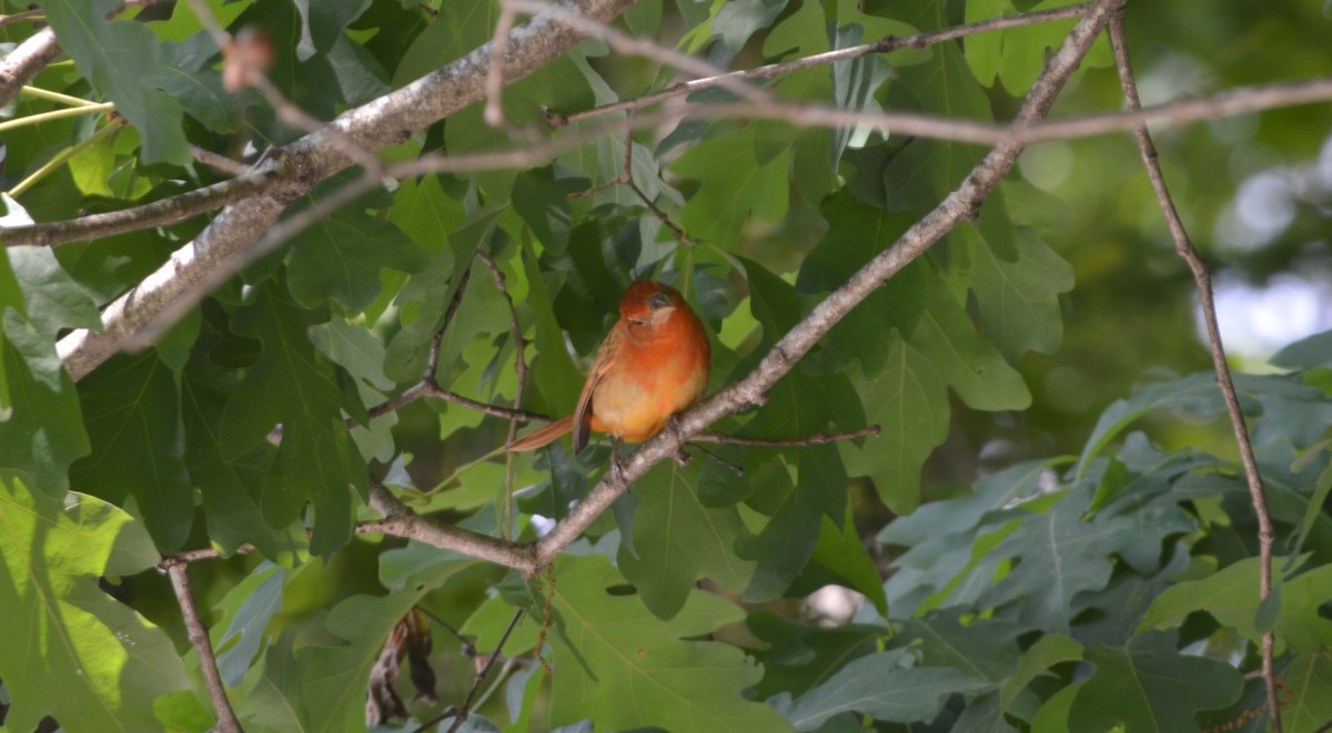 Summer Tanager - Chelsey Peeler