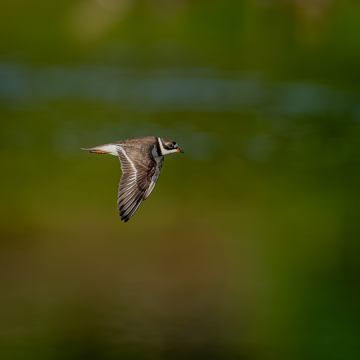 Semipalmated Plover - Joel Cohen