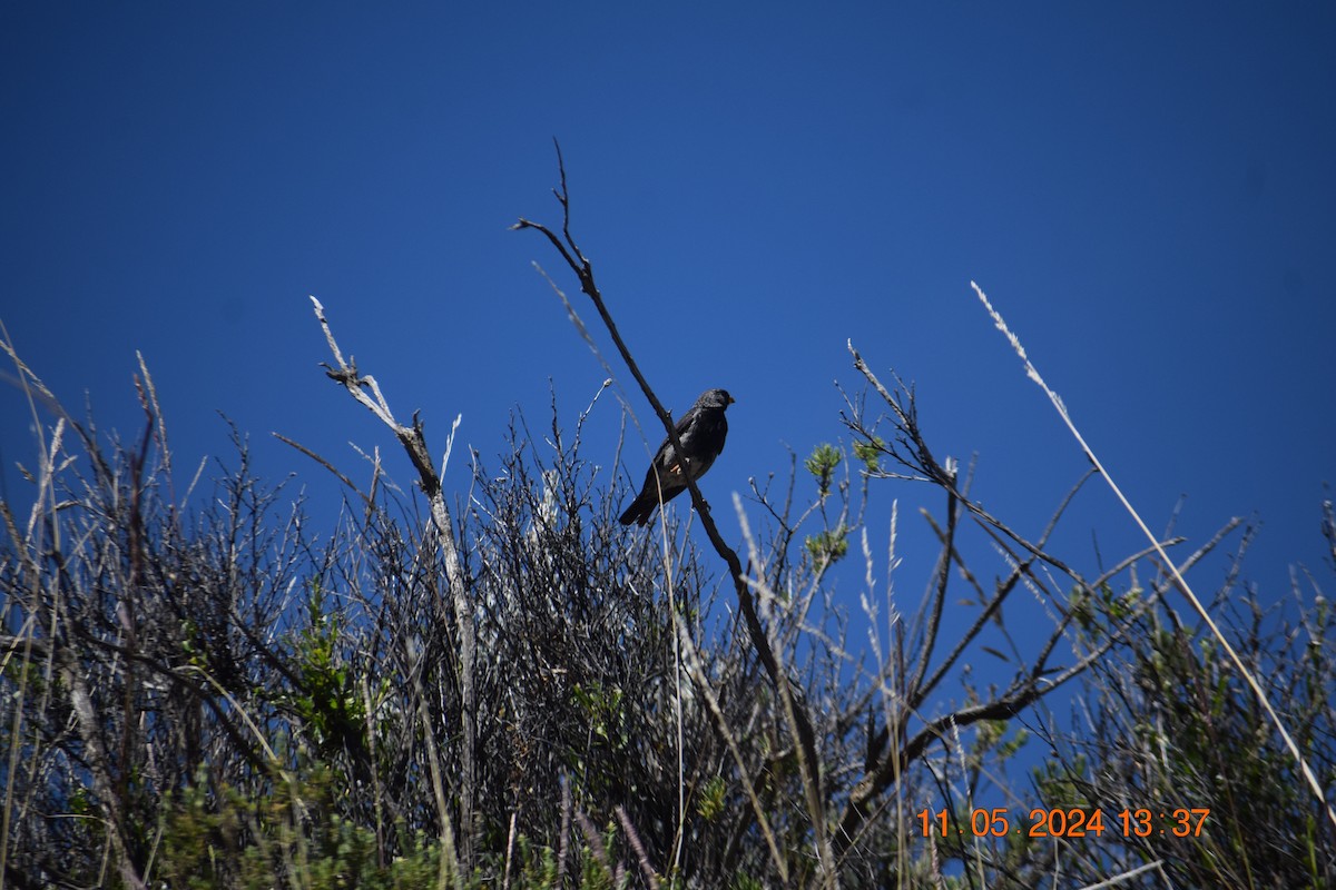 Mourning Sierra Finch - ML618975460