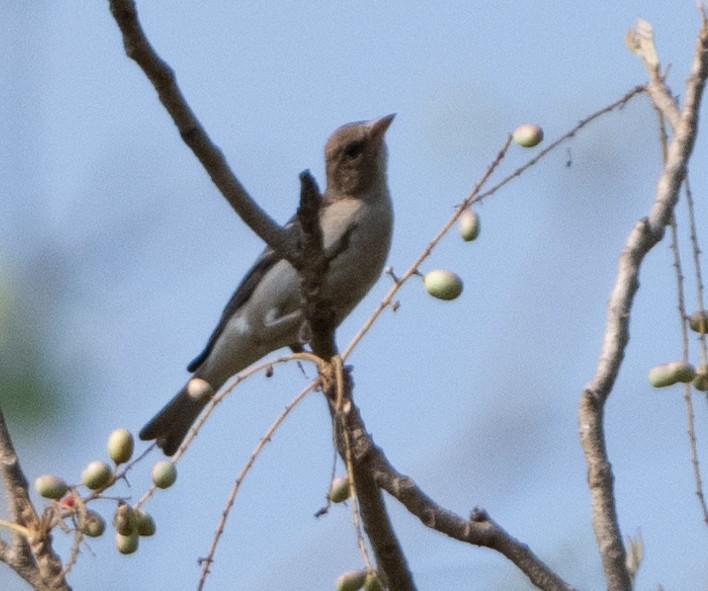 Yellow-throated Sparrow - Anurag Mishra