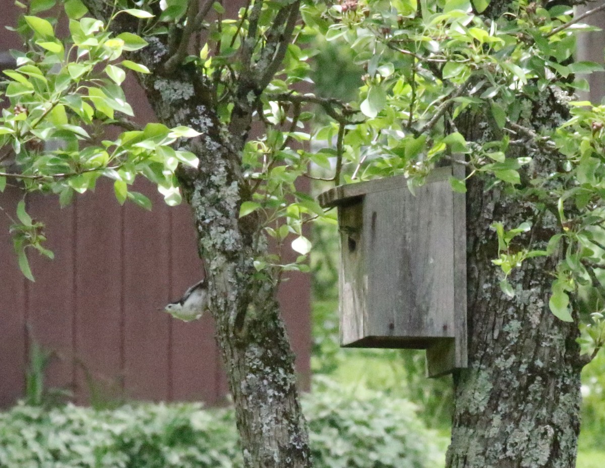 White-breasted Nuthatch - ML618975464