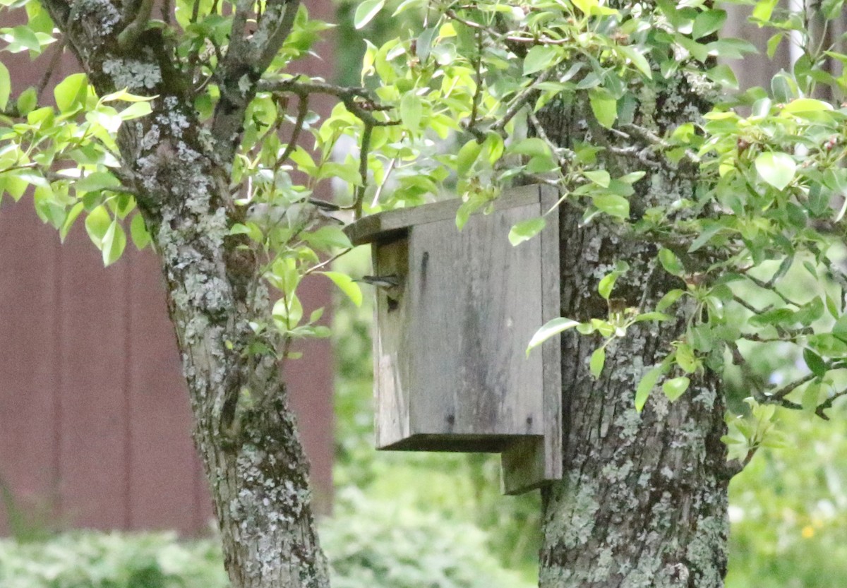 White-breasted Nuthatch - ML618975465