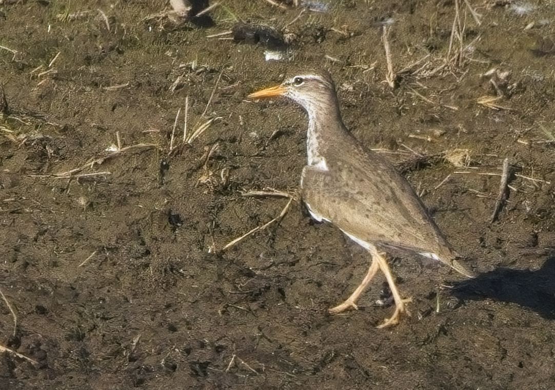 Spotted Sandpiper - ML618975474