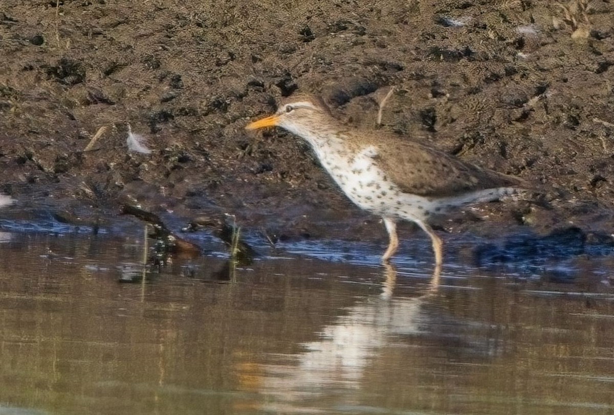 Spotted Sandpiper - Blair Bernson