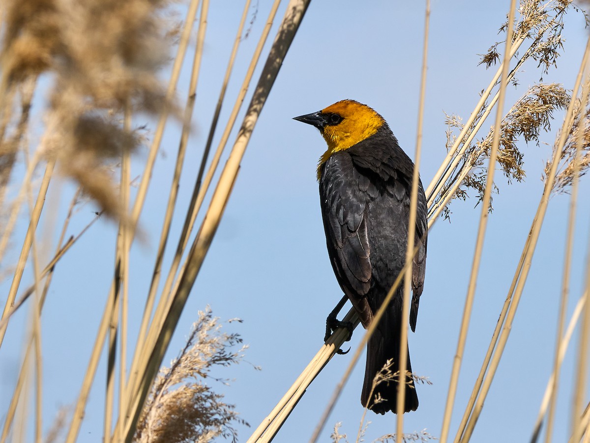 Yellow-headed Blackbird - ML618975487