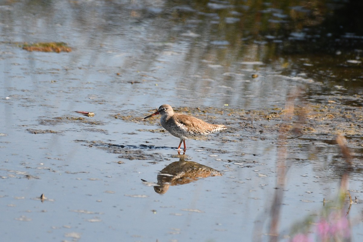 Common Redshank - Julian Campuzano Garrido