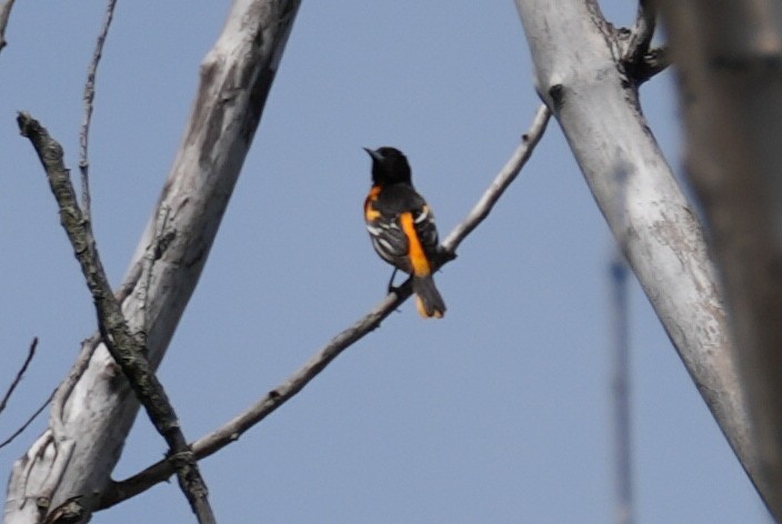 Baltimore Oriole - Chris Curl