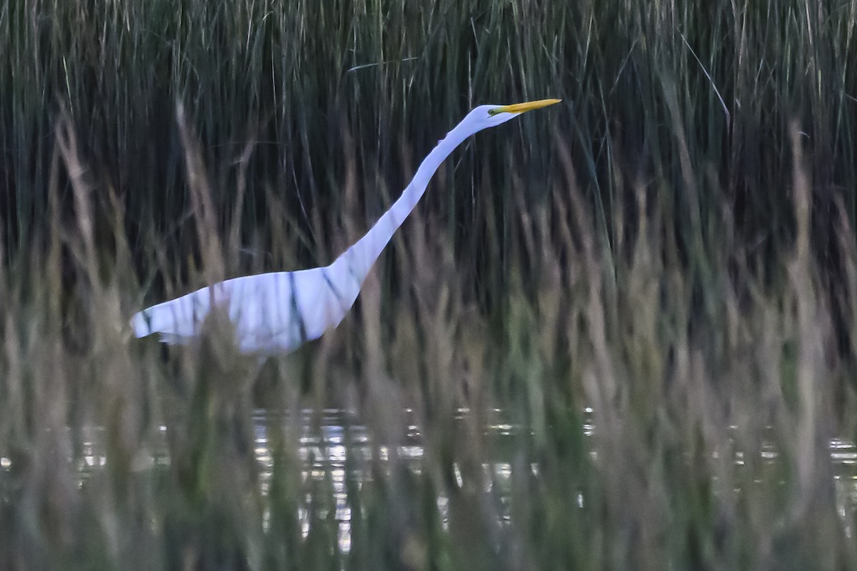 Great Egret - Amed Hernández