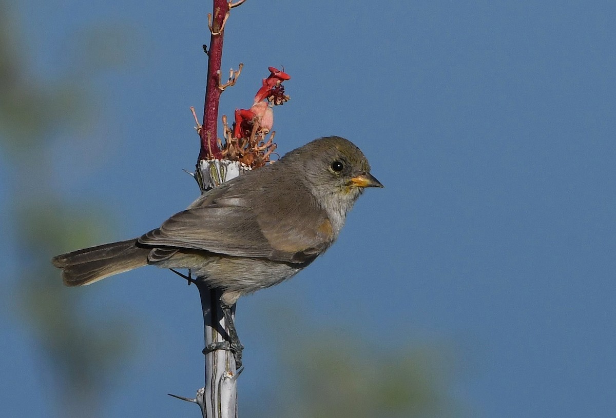 Verdin - David Beaudette