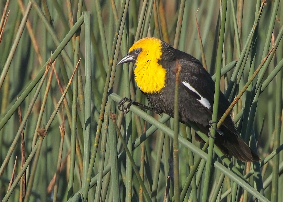 Yellow-headed Blackbird - ML618975513