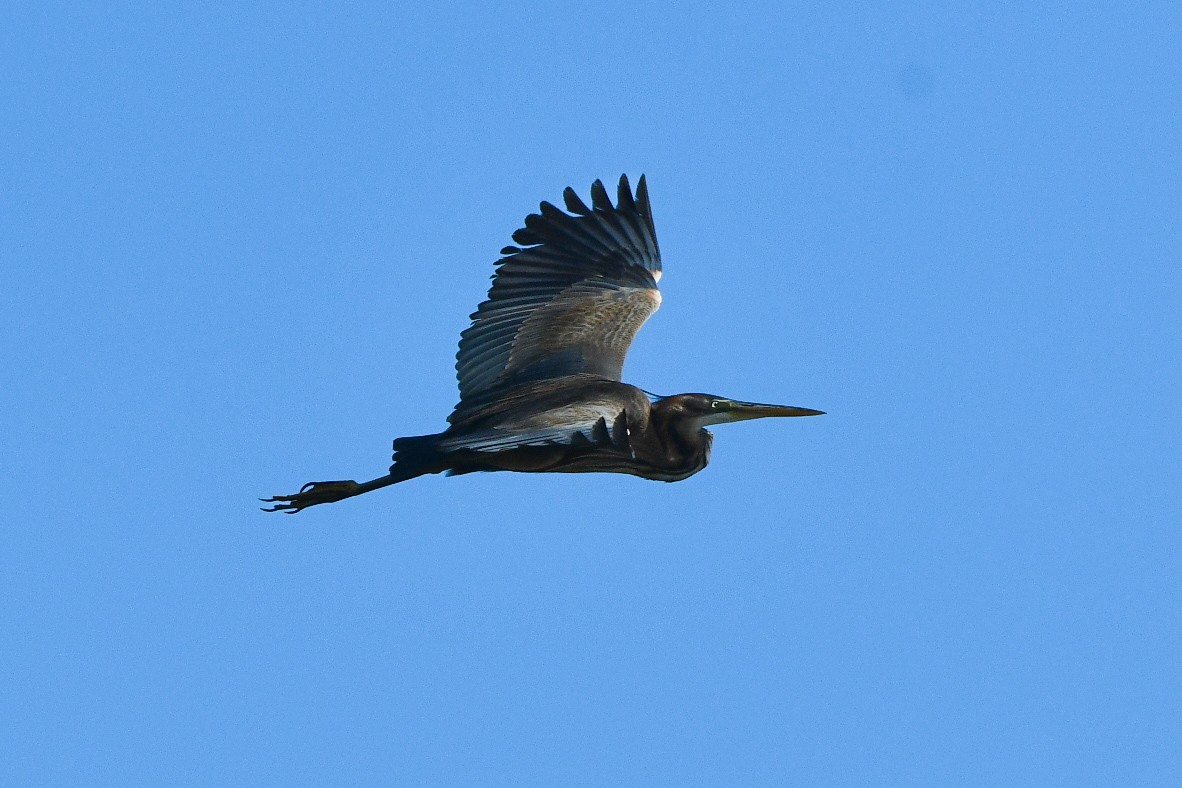 Purple Heron - Julian Campuzano Garrido