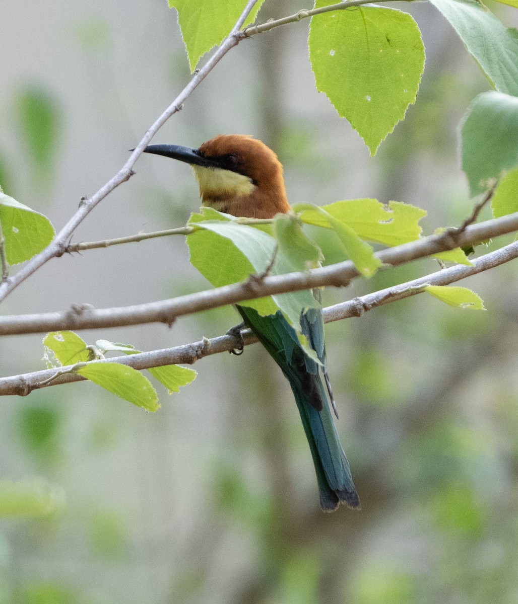 Chestnut-headed Bee-eater - Anurag Mishra