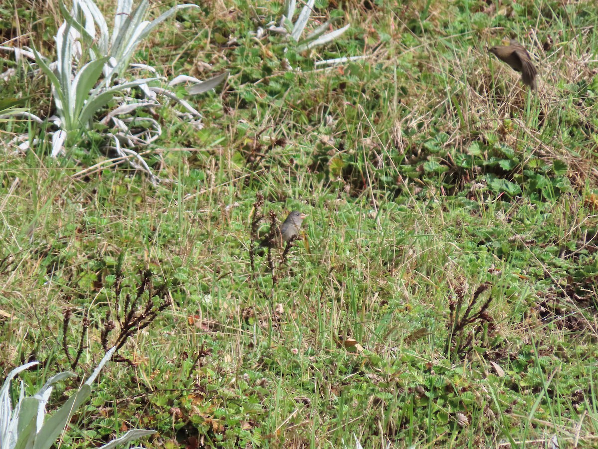 Plain-colored Seedeater - Cristian Cufiño