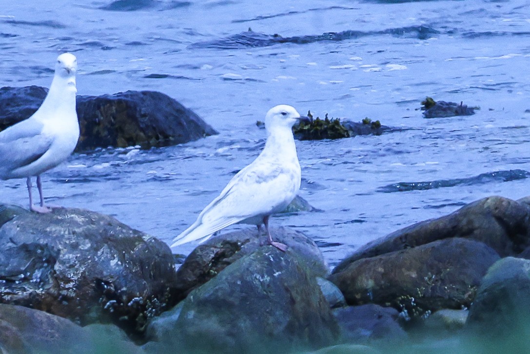 Iceland Gull - ML618975531