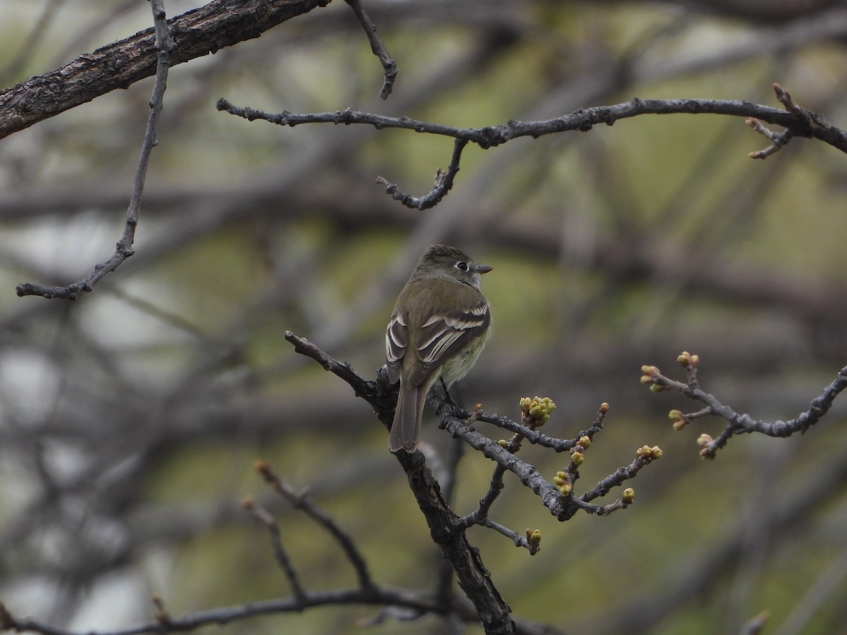 Least Flycatcher - ML618975535