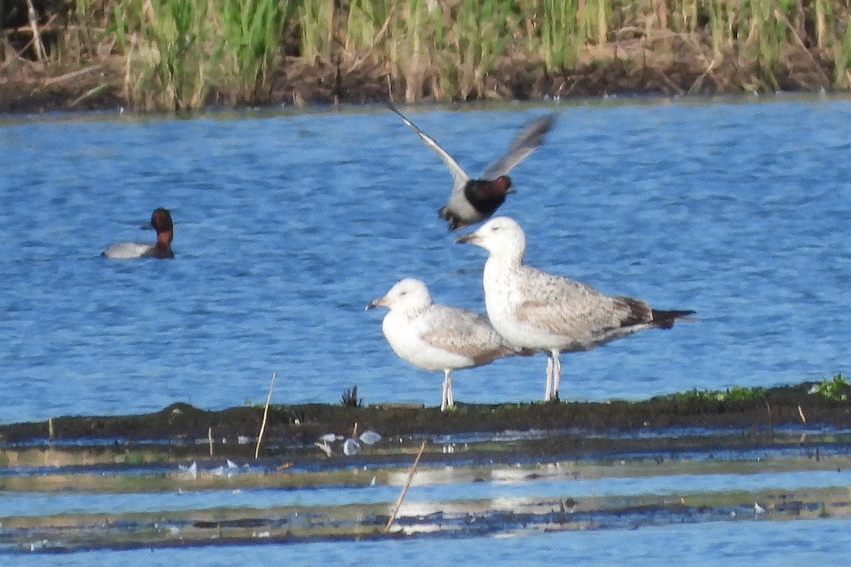 Caspian Gull - Jiří Bartoš